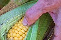 Ripeness test - piercing a kernel with a nail to see if liquid is watery and not ready or creamy and ready for harvest