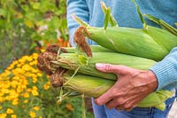 Woman carrying bundle of harvested Sweetcorn 'Tyson' cobs