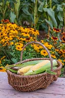 Harvested Sweetcorn 'Tyson' cobs in wicker basket