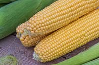 Harvested Sweetcorn 'Tyson' with husks removed to reveal the corn on the cob