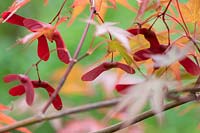 Acer palmatum 'Azuma murasaki' - Japanese Maple 'Azuma murasaki' seeds an foliage in autumn