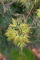 Acer palmatum 'Emerald lace'  - Japanese maple 'Emerald lace'  foliage in september