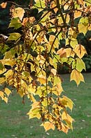 Acer rufinerve 'Hatsuyuki'  - Variegated Redvein Maple - Variegated Snakebark maple leaves in autumn