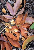 Aesculus x neglecta 'Autumn fire' - Yellow Horse Chestnut fallen leaves and conkers