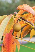 Aesculus x neglecta 'Autumn fire' - Yellow Horse Chestnut