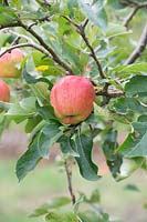 Malus domestica 'Harmonie delorina' - Apple 'Harmonie delorina' fruit on the tree in autumn