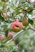Malus domestica 'Lord hindlip' - Apple 'Lord hindlip' fruit on the tree in autumn
