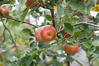 Malus domestica 'New bess pool' - Apple 'New bess pool' fruit on the tree in autumn