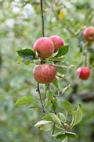 Malus domestica 'New bess pool' - Apple 'New bess pool' fruit on the tree in autumn