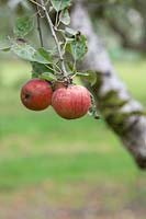 Malus domestica 'Pixie' - Apple 'Pixie' fruit on the tree in autumn