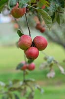 Malus domestica 'Pomeroy of Somerset' - Apple 'Pomeroy of Somerset' fruit on the tree in autumn