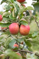 Malus domestica 'Queen Alexandra' - Apple 'Queen Alexandra' fruit on the tree in autumn