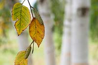 Betula utilis var. jacquemontii - West Himalayan birch foliage in autumn.