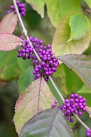 Callicarpa bodinieri var. giraldii 'Profusion' - Beautyberry 'Profusion' in autumn.