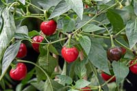 Capsicum annuum 'Cherry bomb' - Hot Cherry Pepper 'Cherry Bomb' fruit on the plant.