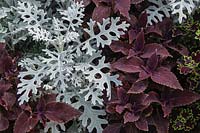 Senecio Cineraria 'silver dust' and Solenostemon etna - Silver ragwort Silver Dust and Coleus foliage.
