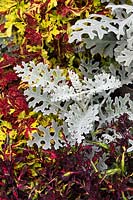 Senecio cineraria 'Silver dust' with Solenostemon 'Friendship' and Solenostemon 'Croton' - Silver ragwort 'Silver Dust' and Coleus foliage.