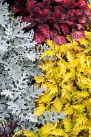 Senecio cineraria 'Silver dust' with Solenostemon scutellarioides 'Hot Sauce' and Solenostemon 'Spire' - Silver ragwort 'Silver Dust' and Coleus foliage.