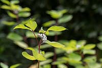 Cornus alba 'Aurea' - Golden Tartarean dogwood berries
