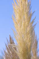 Cortaderia selloana - Pampas grass