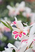 Gladiolus 'Prins claus' - Sword lily 'Prins Claus'