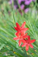 Hesperantha coccinea 'Red dragon'
