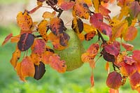 Pyrus communis 'Beurre Bachelier' - Pear 'Beurre Bachelier' with autumn foliage.