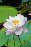 Nelumbo chawan basu - Chawan basu lotus - July.