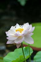 Nelumbo chawan basu - Chawan basu lotus - July.