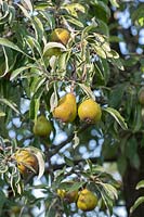 Pyrus salicifolia 'Pendula' - Pendulous willow-leaved pear tree fruit.