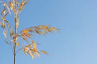 Stipa gigantea - Golden oats grass in the evening sunlight.
