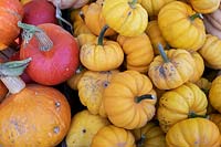 Cucurbita pepo - Small pumpkins and squash.
