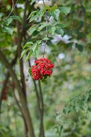 Viburnum betulifolium - Birchleaf viburnum berries in autumn