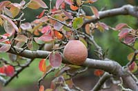 Pyrus communis 'Black Worcester' - Pear 
