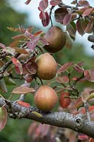 Pyrus communis 'Black Worcester' - Pear 