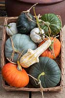 Cucurbita - Ornamental squash, pumpkins and gourds in a basket