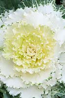 Brassica oleracea - Ornamental cabbage fringed white