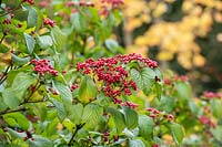 Viburnum dilatatum - Linden Viburnum red berries in autumn