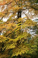 Cercidiphyllum japonicum - Katsura tree in autumn at Westonbirt Arboretum