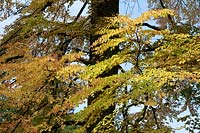 Cercidiphyllum japonicum - Katsura tree in autumn at Westonbirt Arboretum - Panoramic