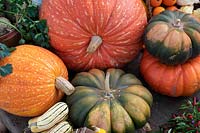 Cucurbita pepo - Pumpkin, squash and gourd display at RHS Wisley gardens