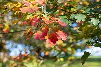 Acer platanoides 'Globosum' - Norway maple foliage in autumn