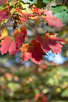 Acer platanoides 'Globosum' - Norway maple 'Globosum' foliage in autumn