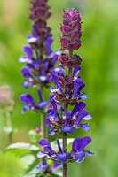 Salvia nemorosa Blue Marvel - 'Balsalarv Balkan clary