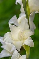 Gladiolus nanus 'Fiona' sword lily