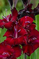 Gladiolus nanus 'Pescara' - Sword Lily