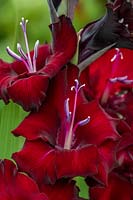 Gladiolus nanus 'Pescara' - Sword lily