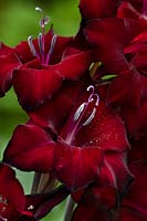Gladiolus nanus 'Pescara' - Sword Lily