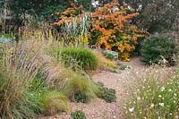 Gravel garden with Scabiosa columbaria subsp. ochroleuca, Stipa, Verbena bonariensis, yellow Solidago californica and Parrotia persica - Persian ironwood