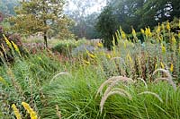 Solidago californica surrounded by Pennisetum and Persicaria near a pair of columnar Ilex - Holly at Knoll Garden 